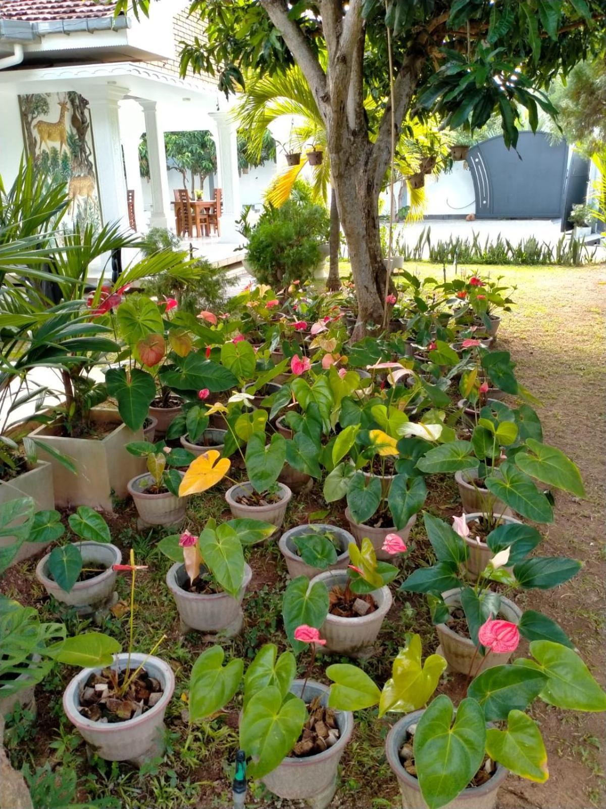 Holidays Hotel Nainamadama Buitenkant foto